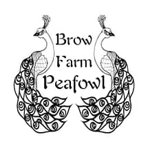 visit Brow Farm Peafowl