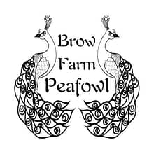 visit Brow Farm Peafowl