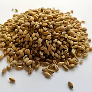 Wheatgrass Seeds for sprouting and growing