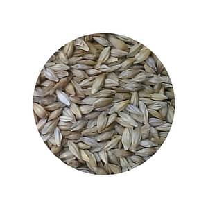 Whole Grain Barley for Cooking & Milling