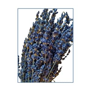 Organic Dried Lavender Bunches. Lavender Category