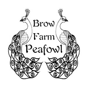 A link to Brow Farm Peafowl website with a picture of the logo