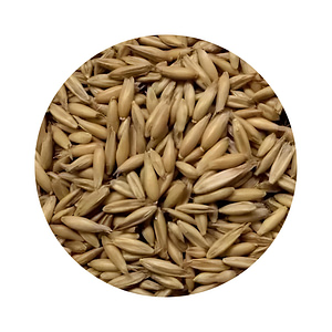 Oat Grass Seeds image