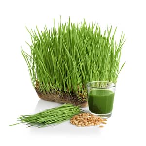 Microgreen & Wheatgrass Provisions