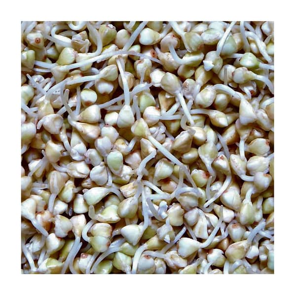 Buckwheat sprouts