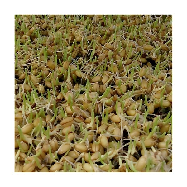 wheatgrass sprouts