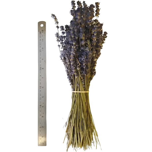 A Lavender bunch and ruler