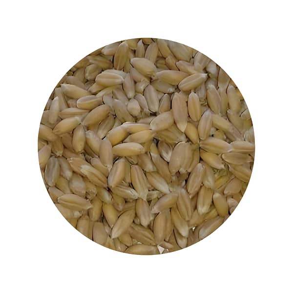 Spelt Wheat for Milling
