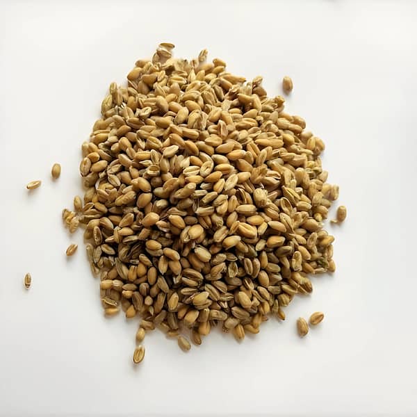 Wheat seeds for sprouting