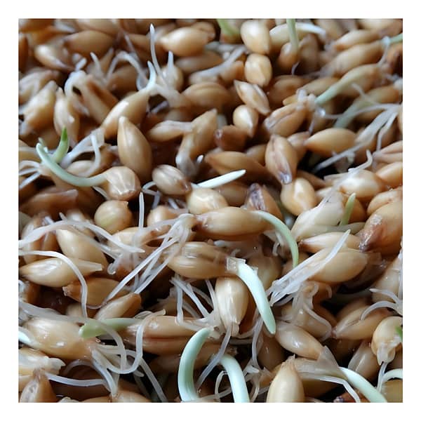 Barley Grass sprouts