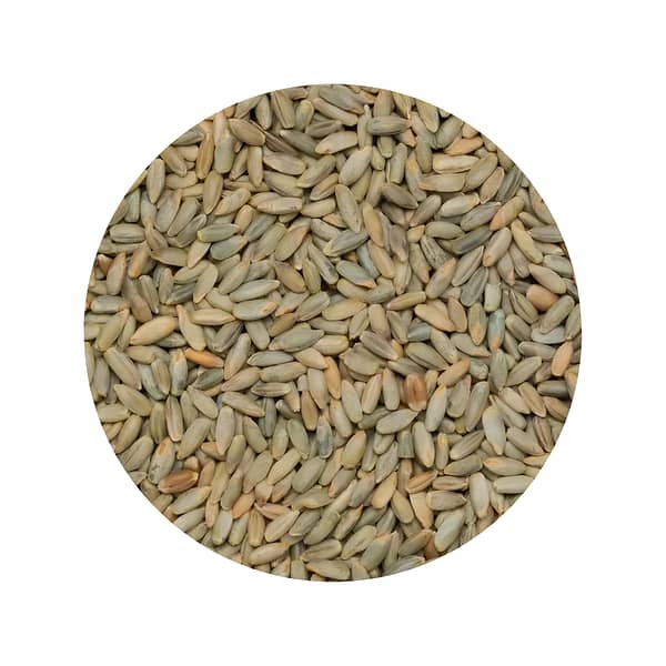 Rye grains for cooking & milling