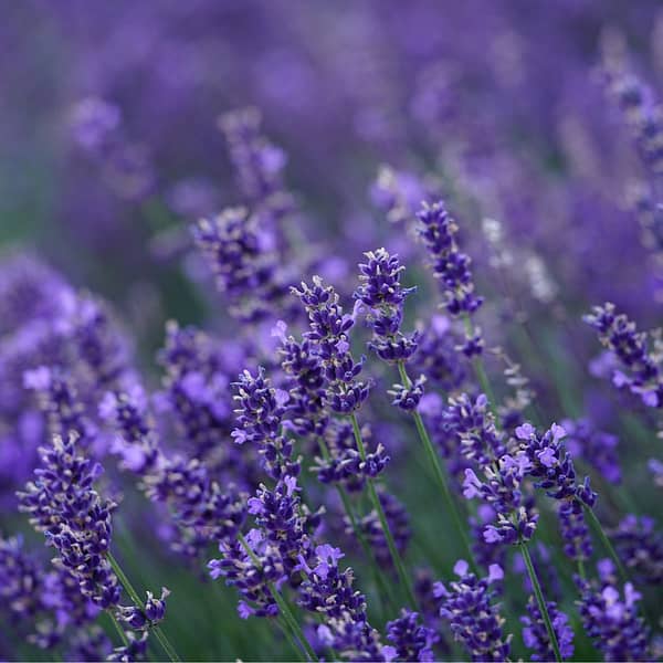 A photo of Lavender stems in a field